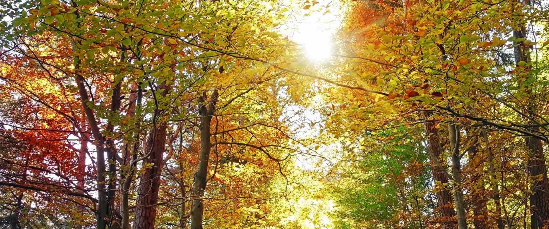 Hiking and Nature Walks: Exploring the Great Outdoors