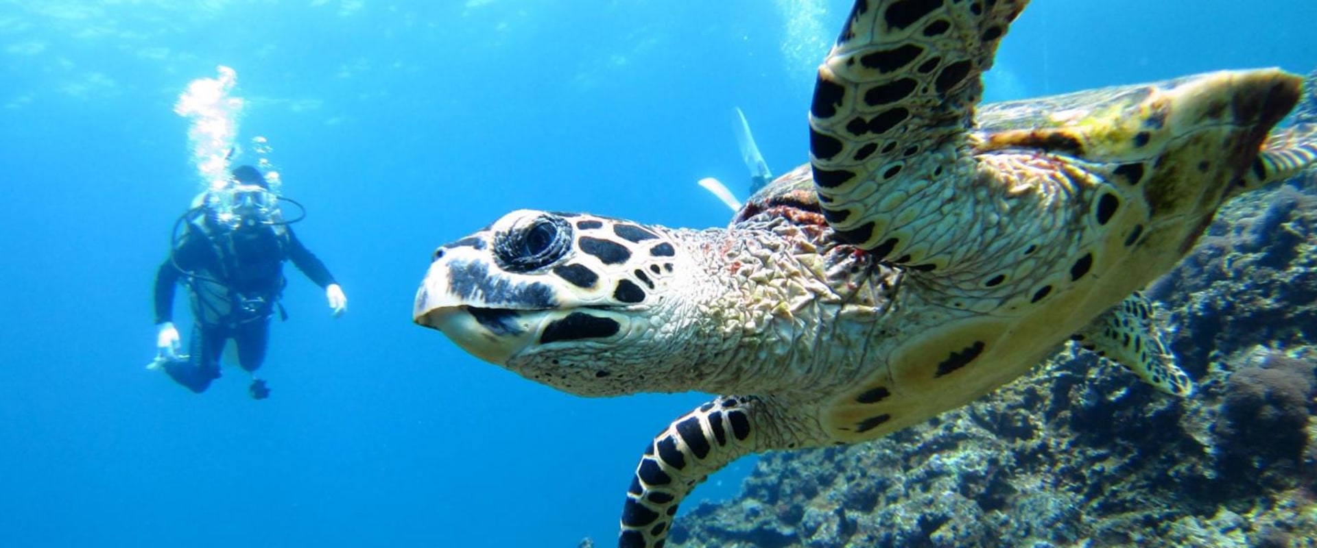 Snorkeling and Scuba Diving in Punta Cana