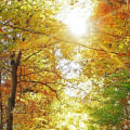 Hiking and Nature Walks: Exploring the Great Outdoors
