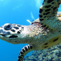 Snorkeling and Scuba Diving in Punta Cana