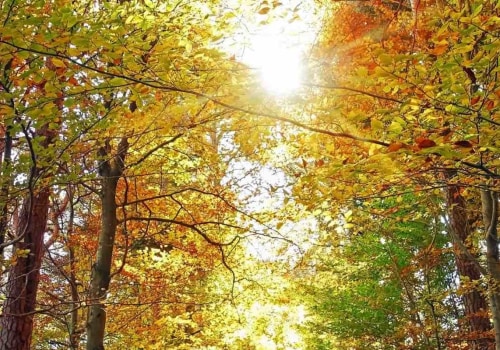 Hiking and Nature Walks: Exploring the Great Outdoors