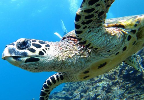 Snorkeling and Scuba Diving in Punta Cana